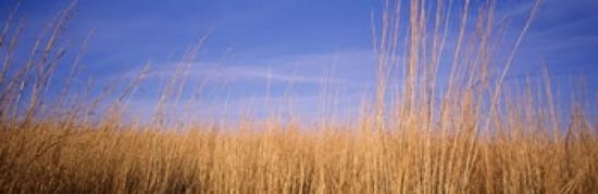 Prairie Grass Blue Sky Marion County Illinois USA Canvas Art - Panoramic Images (36 x 12)