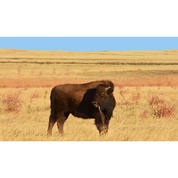 Nature's Seed Prairie Native Drought-Tolerant & Erosion Control Mix - 10 Lb