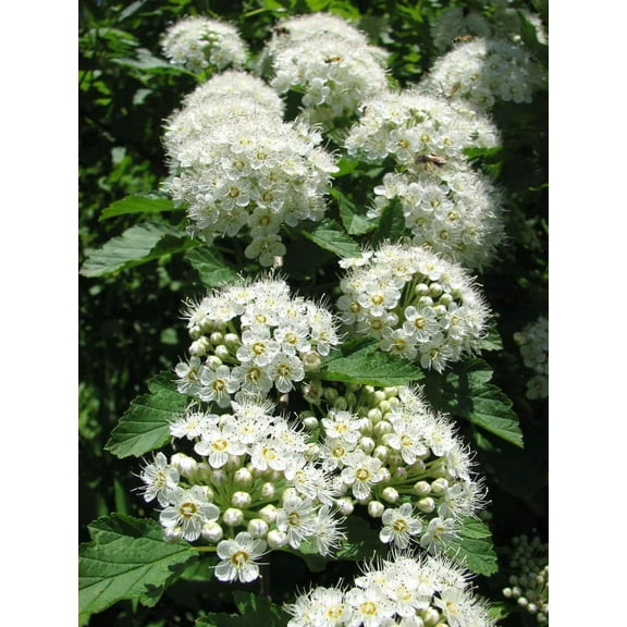 CZ Grain 50 Prairie Ninebark Physocarpus Opulifolius Plant Seeds