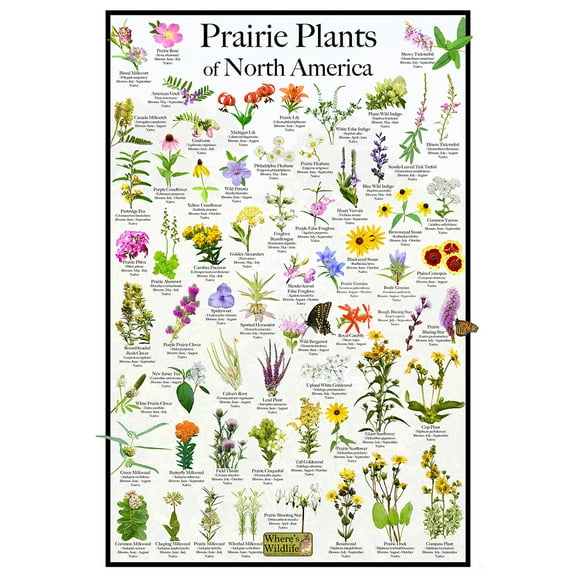 Prairie Plants of North America Flower Poster: Pollinator-Friendly Wildflowers & Native Plants