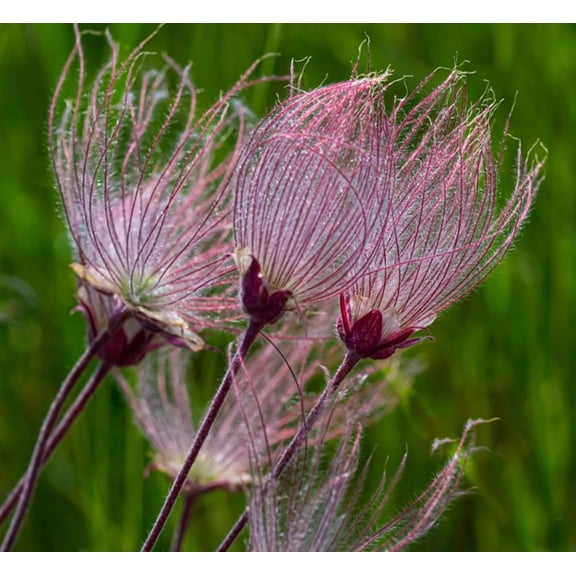 Prairie Smoke Geum triflorum Meadow Wildflowers Premium Seeds for Planting