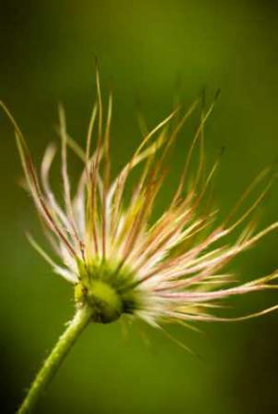 Prairie Smoke II Canvas Art - Beth Wold (20 x 28)