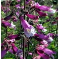 thumbnail image 1 of Prairie Twilight Bearded Tongue Perennial - Penstemon - Live Plant - Quart Pot, 1 of 2