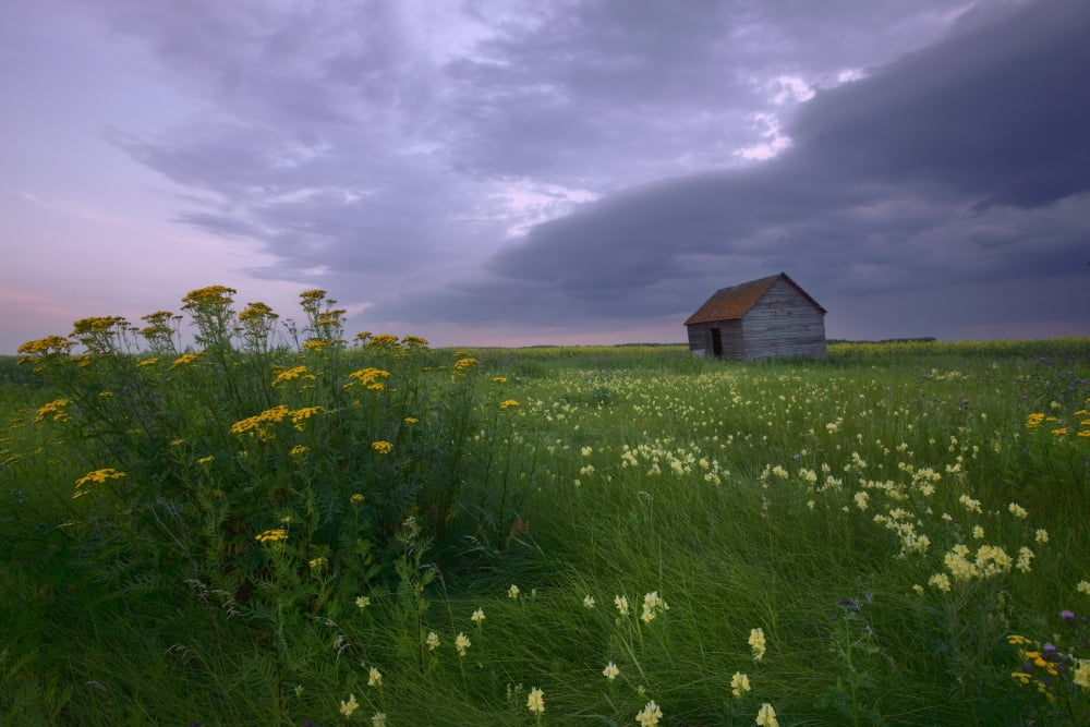 Prairie Wildflowers And An Old Farm Granary Under A Summer Storm In Central Alberta Canvas Art - Dan Jurak Design Pics (17 x 11)