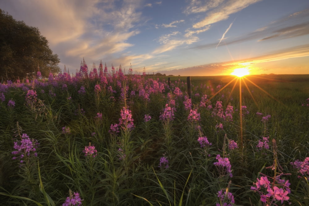 Prairie Wildflowers During Sunset In Central Alberta Canvas Art - Dan Jurak Design Pics (34 x 22)