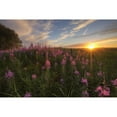 thumbnail image 1 of Prairie Wildflowers During Sunset In Central Alberta Poster Print, 1 of 2