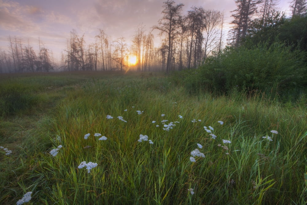 Prairie Wildflowers On The Edge Of A Recovering Forest Fire Burn During A Summer Morning In Central Alberta Canvas Art - Dan Jurak Design Pics (17 x 11)