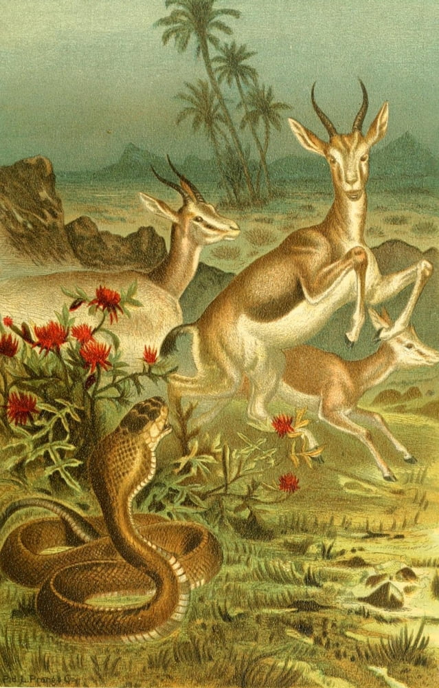 Prang Animate Creation 1898 African Cobra & Gazelles Canvas Art - (18 x 24)