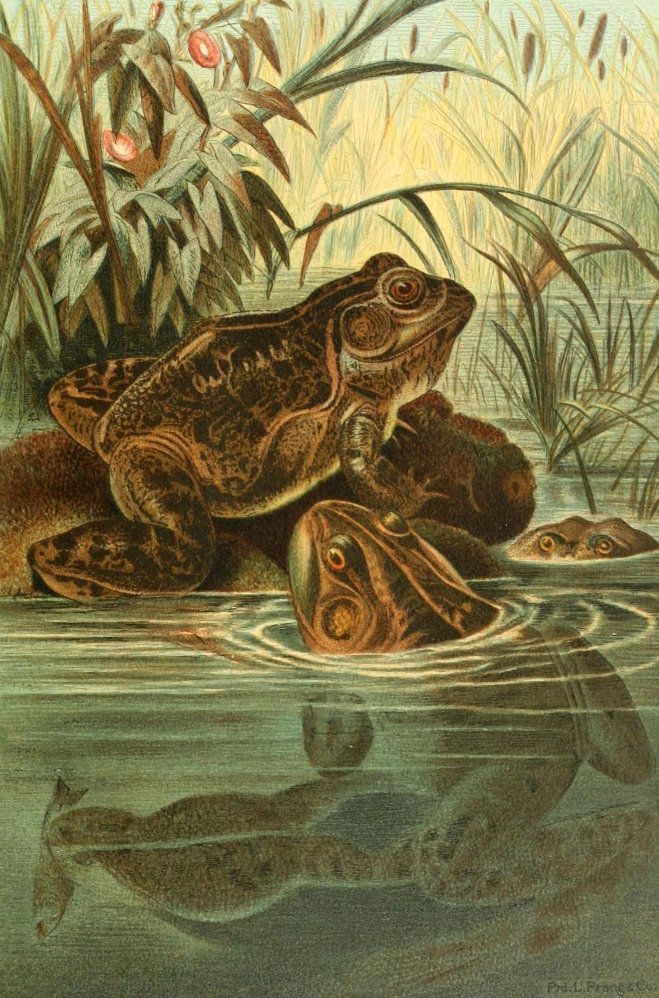 Prang Animate Creation 1898 Bull-frog Canvas Art - (24 x 36)