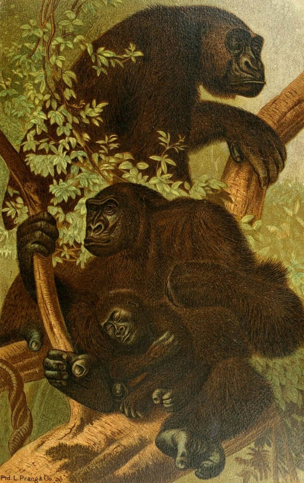 Prang Animate Creation 1898 Gorillla Canvas Art - (24 x 36)