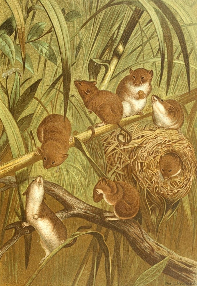Prang Animate Creation 1898 Harvest mouse Canvas Art - (18 x 24)