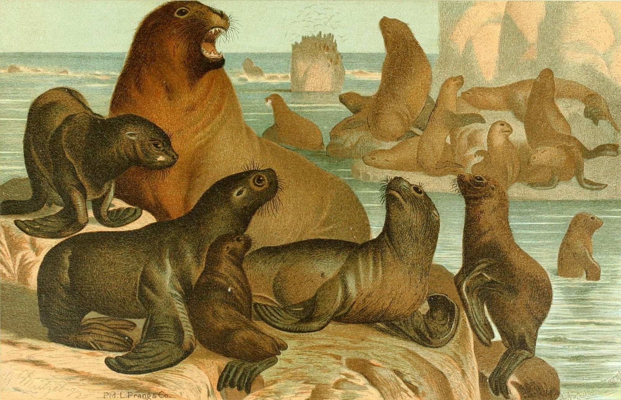 Prang Animate Creation 1898 Sea-Lion Canvas Art - (18 x 24)