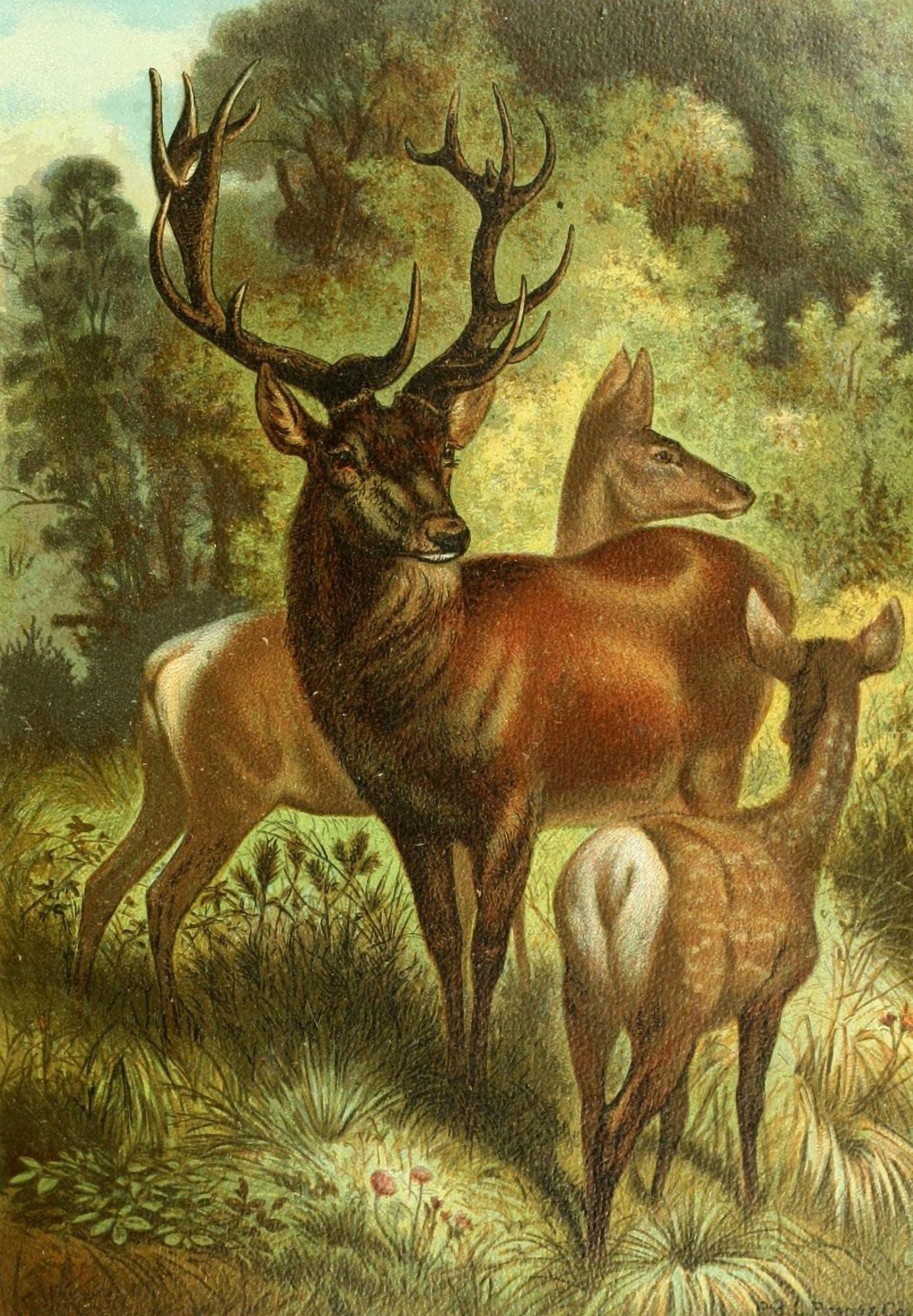 Prang Animate Creation 1898 Stag or Red Deer Canvas Art - (24 x 36)