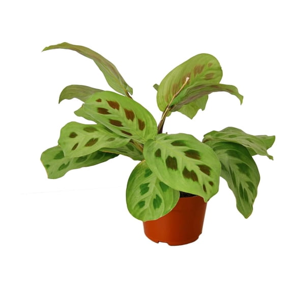 Prayer Plant - Maranta Leuconeura Starter Plant, 3-6 In, Bright Indirect Light