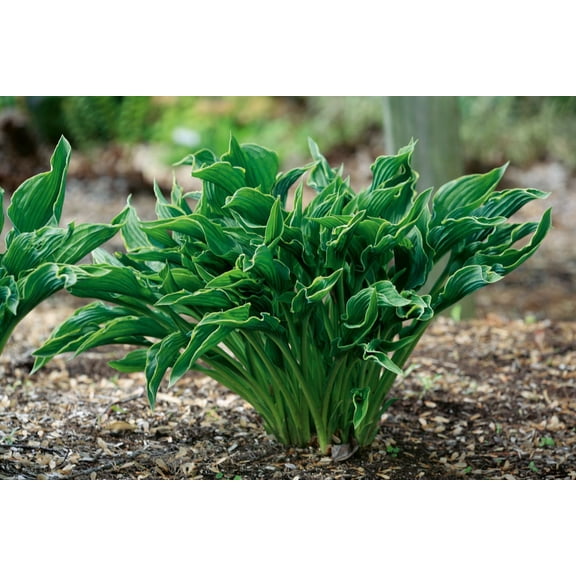 Praying Hands Hosta - Unique Leaf Shape - 4" Pot