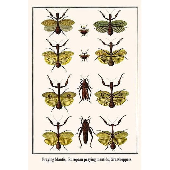 Praying Mantis, European praying mantids, Grasshoppers-Fine Art Canvas Print (20" x 30")