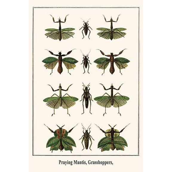 Praying Mantis, Grasshoppers,-Fine Art Canvas Print (20" x 30")