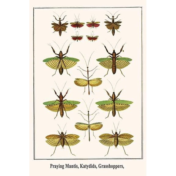 Praying Mantis, Katydids, Grasshoppers,-Fine Art Canvas Print (20" x 30")