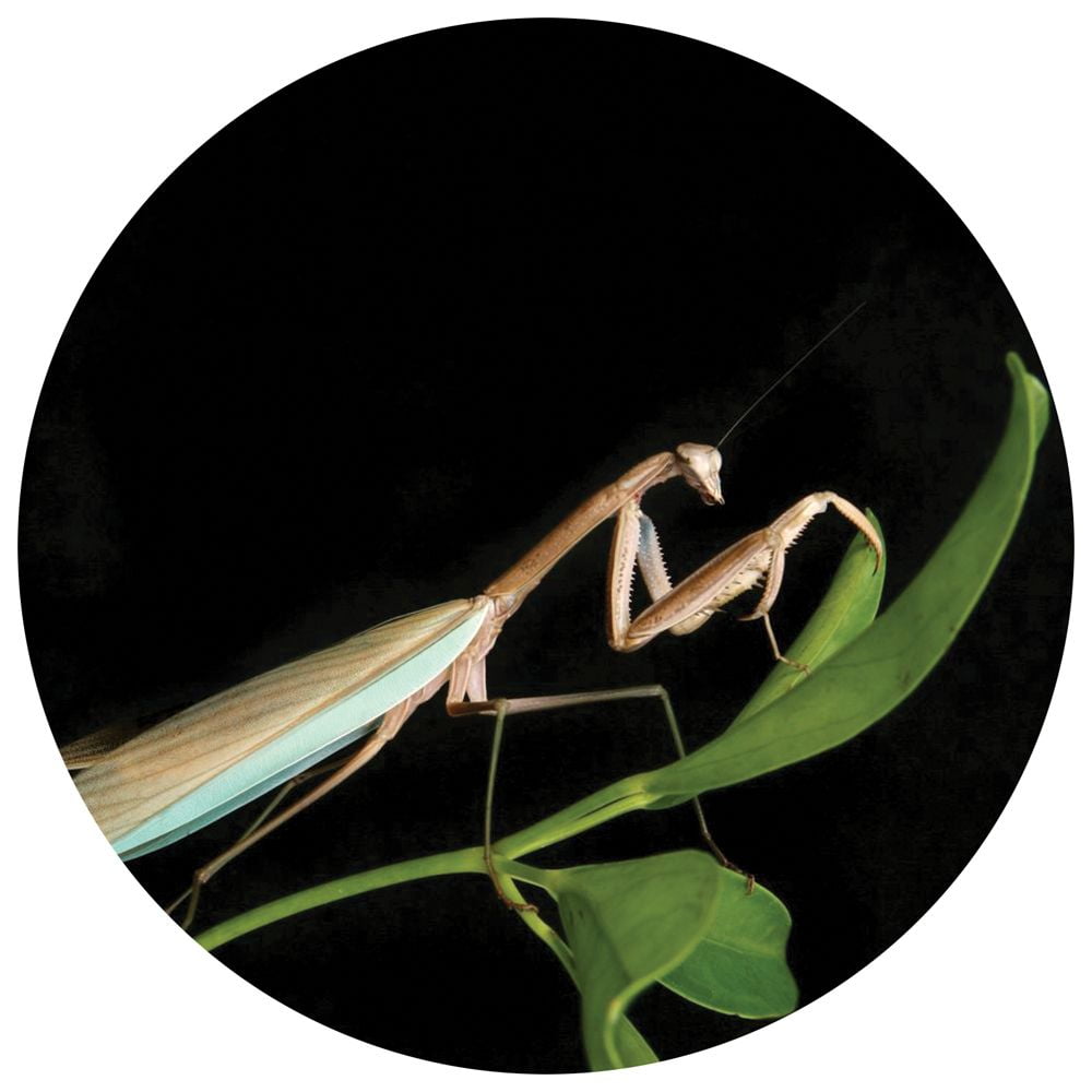 Praying Mantis Nursery Kit, Raise Your Own Baby Praying Praying Mantis Nursery Kit, Raise Your Own Baby Praying