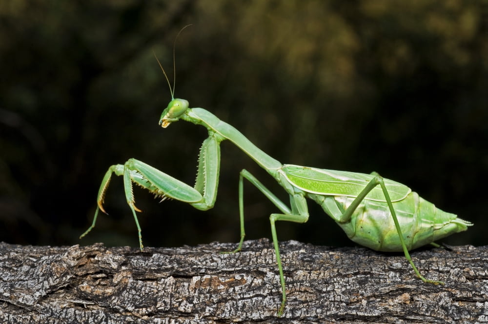 Praying Mantis Perched On A Tree Canvas Art - Jack Goldfarb  Design Pics (34 x 22)