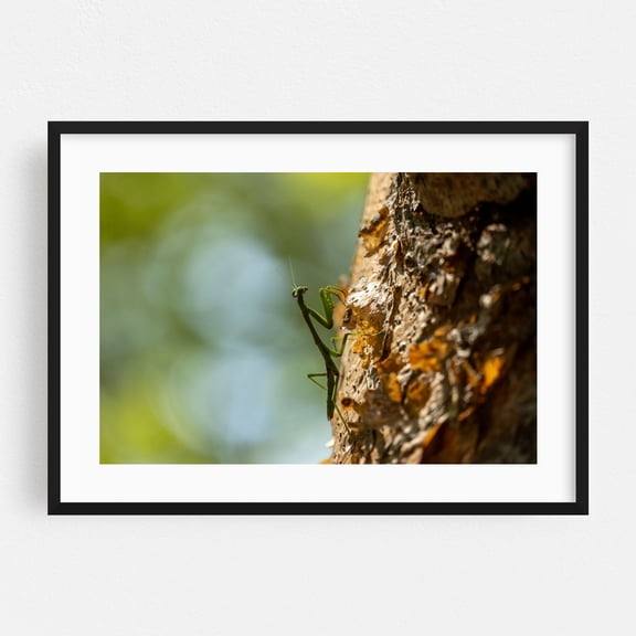 Praying Mantis Praying - Coco Guanacaste Province Costa Rica Photography Insect Nature Wildlife Forest Botanical Woodland Animal Black Framed Wall Art Print 12 x 18 inches