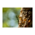 thumbnail image 1 of Praying Mantis Praying - Coco Guanacaste Province Costa Rica Photography Insect Nature Wildlife Forest Botanical Woodland Animal Unframed Wall Art Print 20 x 28 inches, 1 of 7