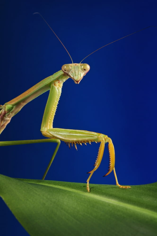 Praying mantis on a blue backgroundSt albert alberta canada Canvas Art - Corey Hochachka Design Pics (24 x 38)