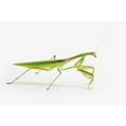 thumbnail image 1 of Praying mantis on white background;St. albert alberta canada Poster Print (38 x 24), 1 of 3