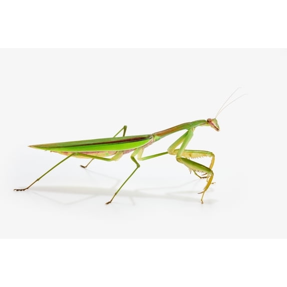 Praying mantis on white background;St. albert alberta canada Poster Print (38 x 24)