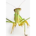 thumbnail image 1 of Praying mantis on white background;St. albert alberta canada Poster Print, 1 of 2
