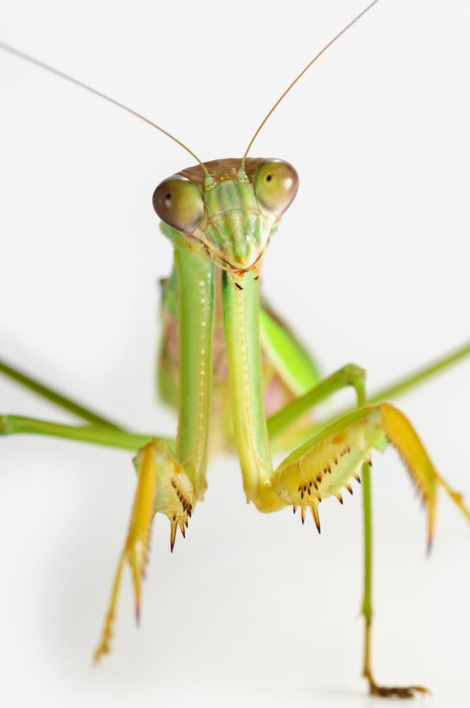 Praying mantis on white backgroundSt albert alberta canada Canvas Art - Corey Hochachka Design Pics (24 x 38)