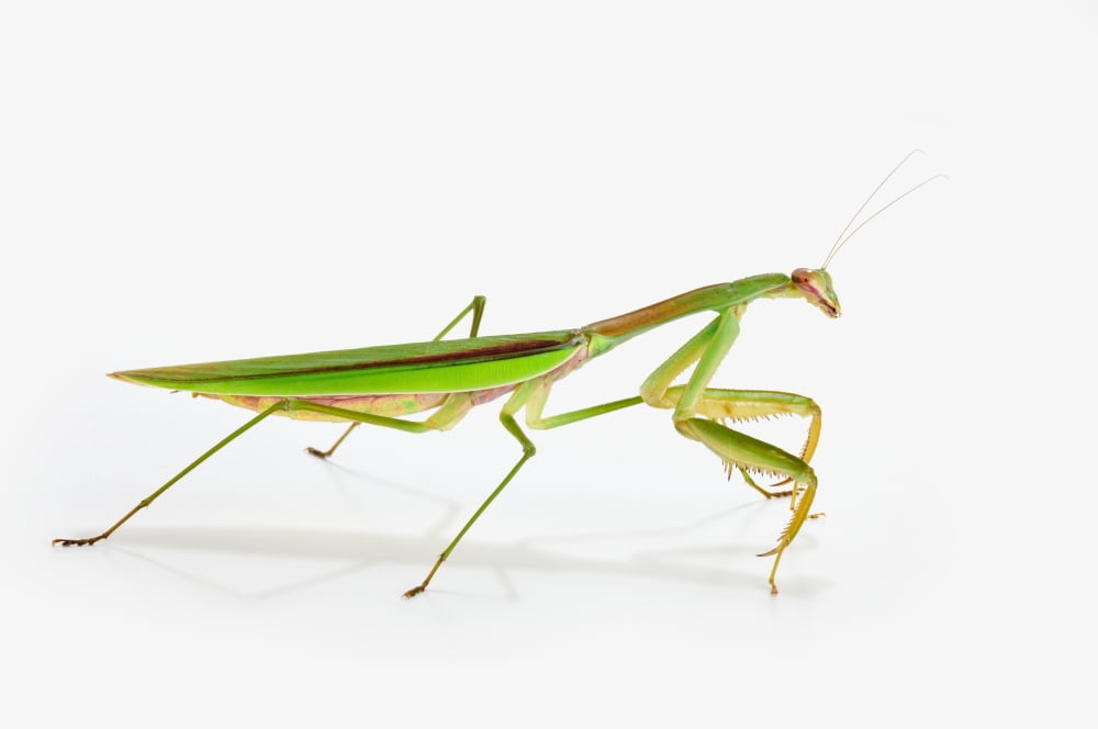 Praying mantis on white backgroundSt albert alberta canada Canvas Art - Corey Hochachka Design Pics (38 x 24)