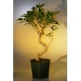 thumbnail image 1 of Pre Bonsai Ficus Retusa Bonsai Tree - Large Curved Trunk Style Bonsai Ficus Plant, 1 of 1