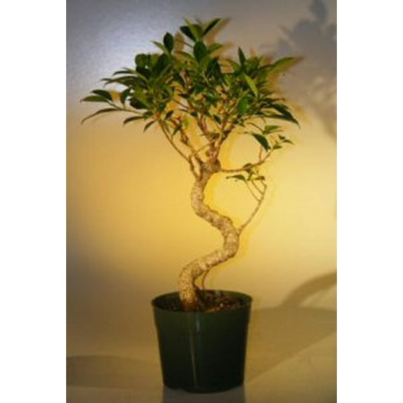 Pre Bonsai Ficus Retusa Bonsai Tree - Large Curved Trunk Style Bonsai Ficus Plant