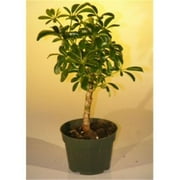 Pre Bonsai Hawaiian Umbrella Bonsai Tree - Arboricola Schefflera Luseanne - Small