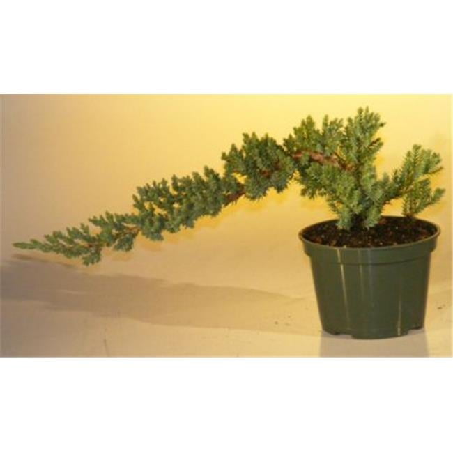 Pre Bonsai Juniper Bonsai Tree - Juniper Procumbens Nana - Small