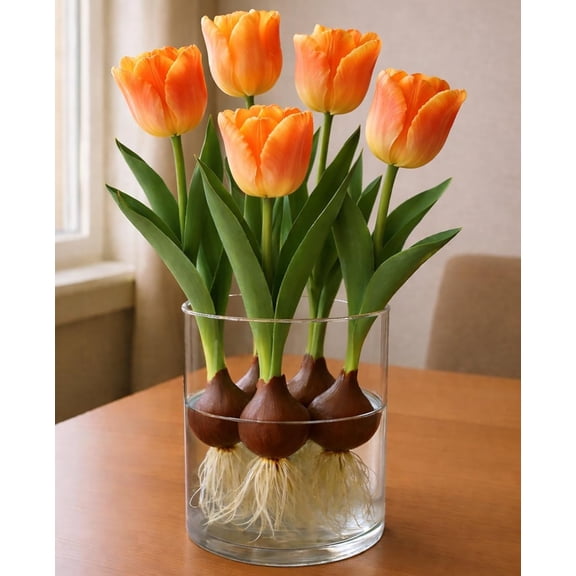 Pre-Chilled Daydream Tulip Bulbs for Forcing Indoors - Easy to Grow - Grow in Water or Dirt Indoors or Plant Outdoors - Prechilled Indoor Bulbs (10 Bulbs)
