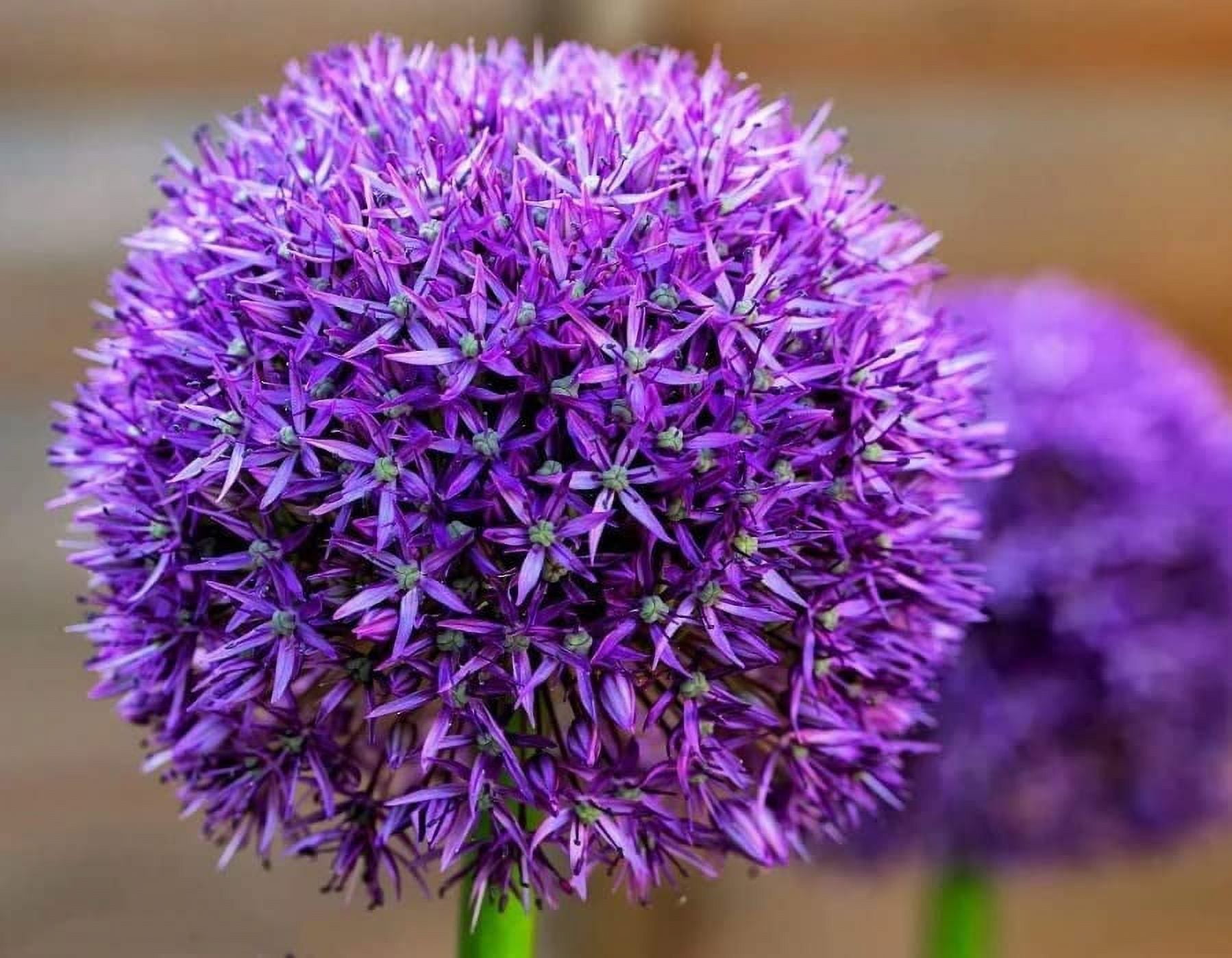 PreChilled Flower Bulbs for Forcing Indoors Easy to Grow Grow in