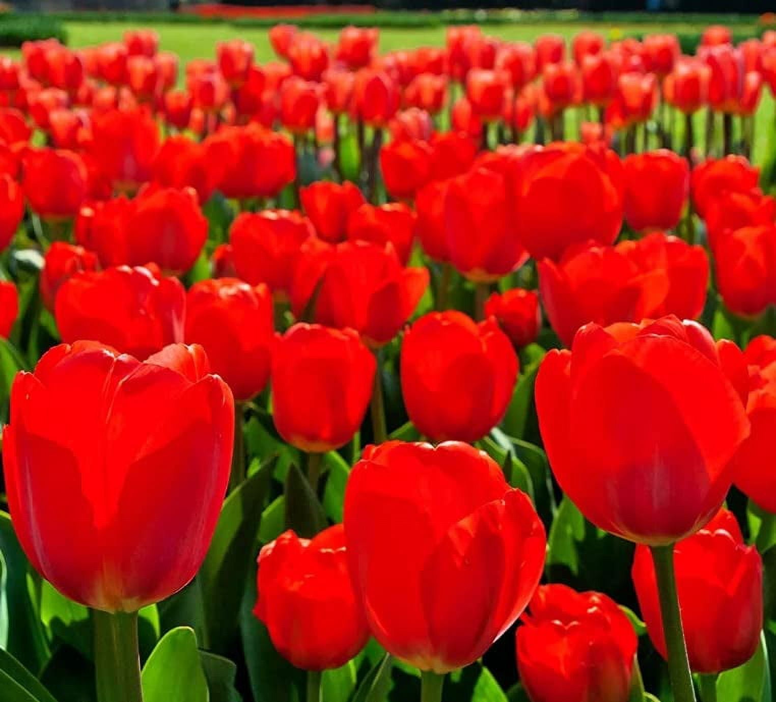 PreChilled Flower Bulbs for Forcing Indoors Easy to Grow Grow in