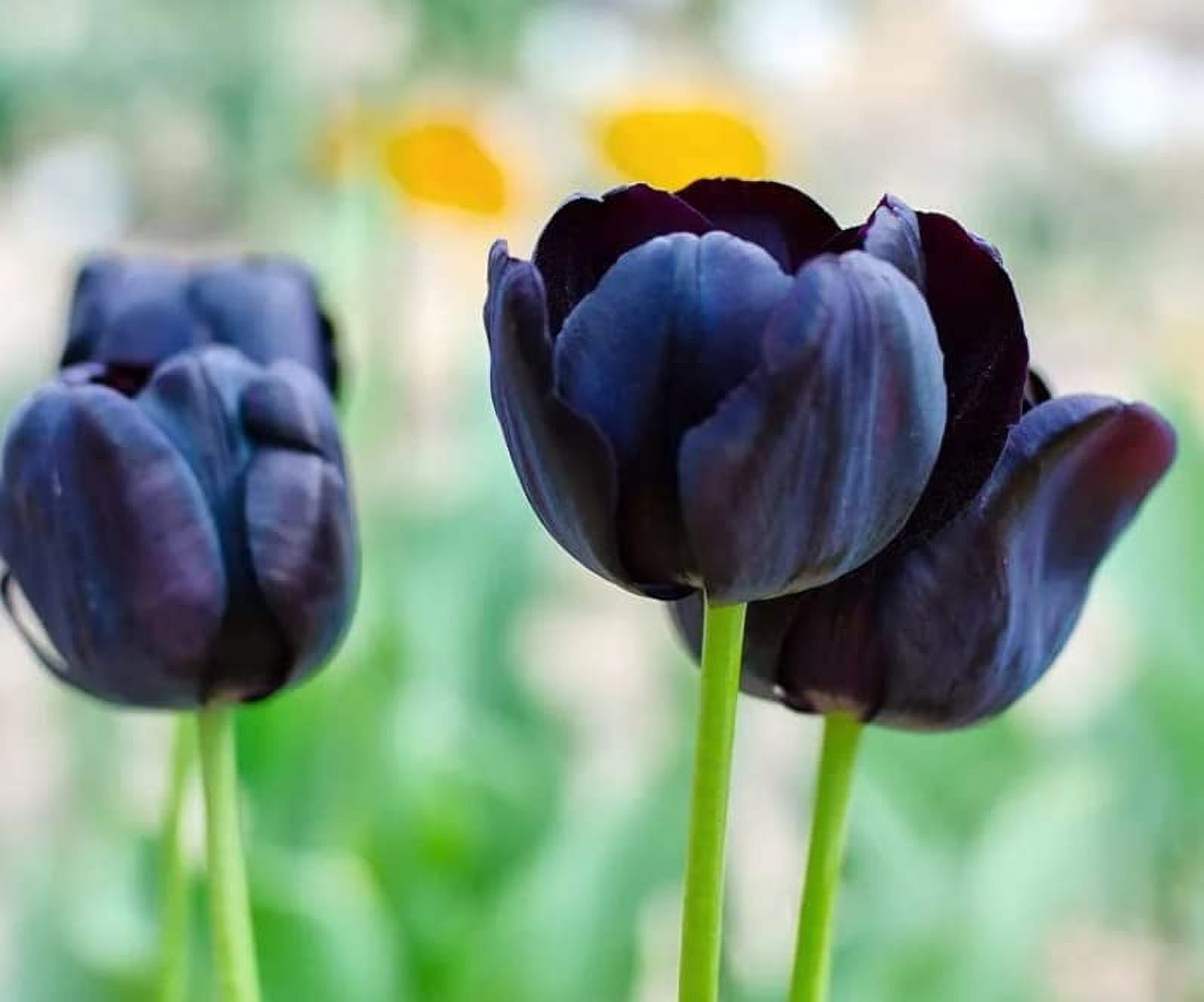 PreChilled Flower Bulbs for Forcing Indoors Easy to Grow Grow in
