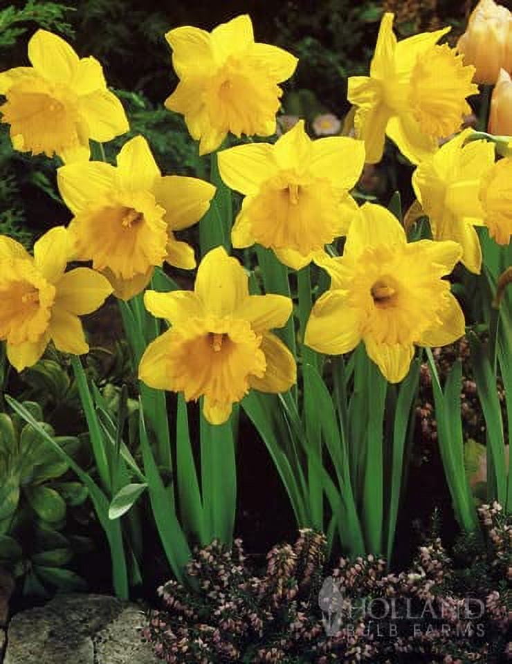 PreChilled Flower Bulbs for Forcing Indoors Easy to Grow Grow in