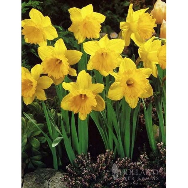 PreChilled Flower Bulbs for Forcing Indoors Easy to Grow Grow in