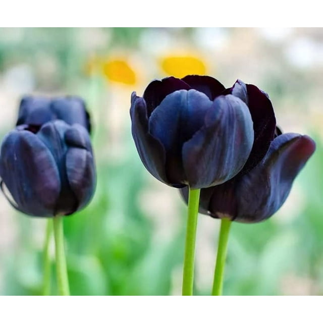 PreChilled Flower Bulbs for Forcing Indoors Easy to Grow Grow in Water or Dirt Indoors or