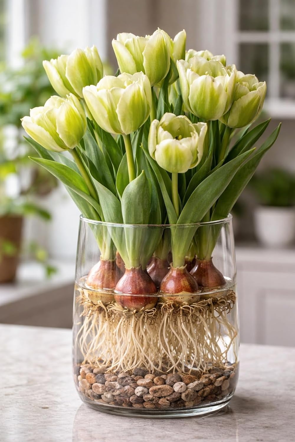 Pre-Chilled Greenland Tulip Bulbs for Forcing Indoors - Easy to Grow - Grow  in Water or Dirt Indoors or Plant Outdoors - Prechilled Indoor Bulbs (20 ...