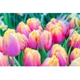 PreChilled Pink Passion Tulip Bulbs for Forcing Grow Indoors Now in