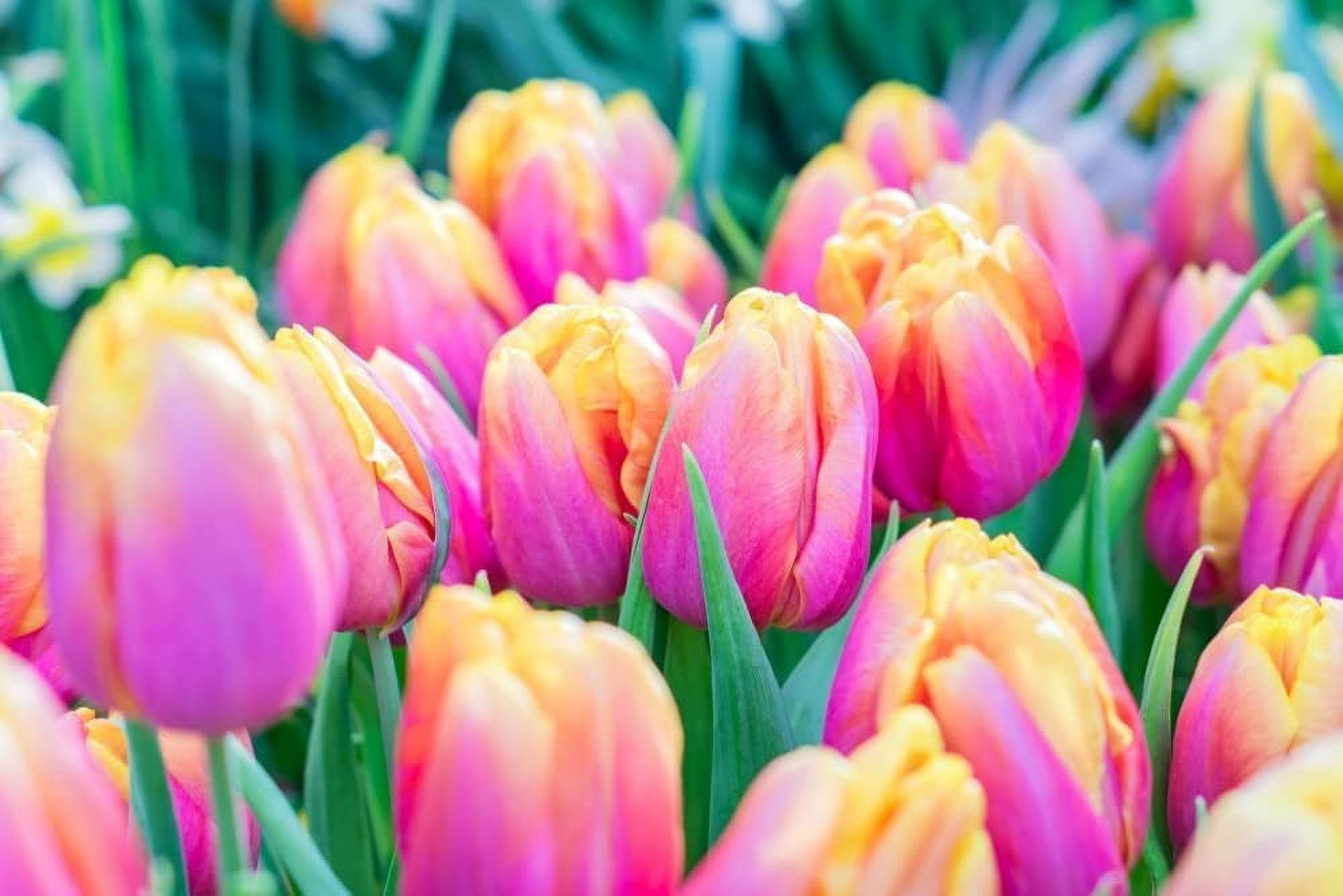 Pre-Chilled Pink Passion Tulip Bulbs for Forcing - Grow Indoors Now in Just Water (5 Bulbs)