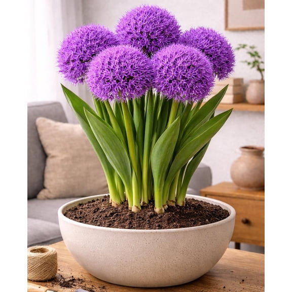 Pre-Chilled Purple Allium Bulbs for Forcing Indoors - Easy to Grow - Grow in Dirt Indoors or Plant Outdoors - Prechilled Indoor Bulbs (5 Bulbs)