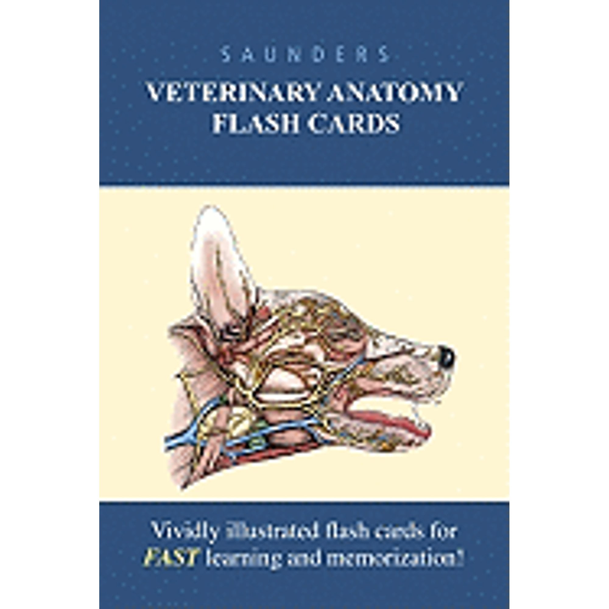 PreOwned Saunders Veterinary Anatomy Flash Cards (Hardcover
