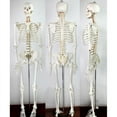 thumbnail image 1 of PreAsion Human Skeleton Model Medical Anatomical Model Life Size Height 170cm for Anatomy Teaching and Studying, 1 of 5