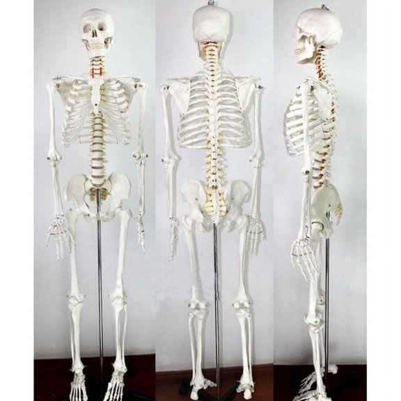 PreAsion Human Skeleton Model Medical Anatomical Model Life Size Height 170cm for Anatomy Teaching and Studying